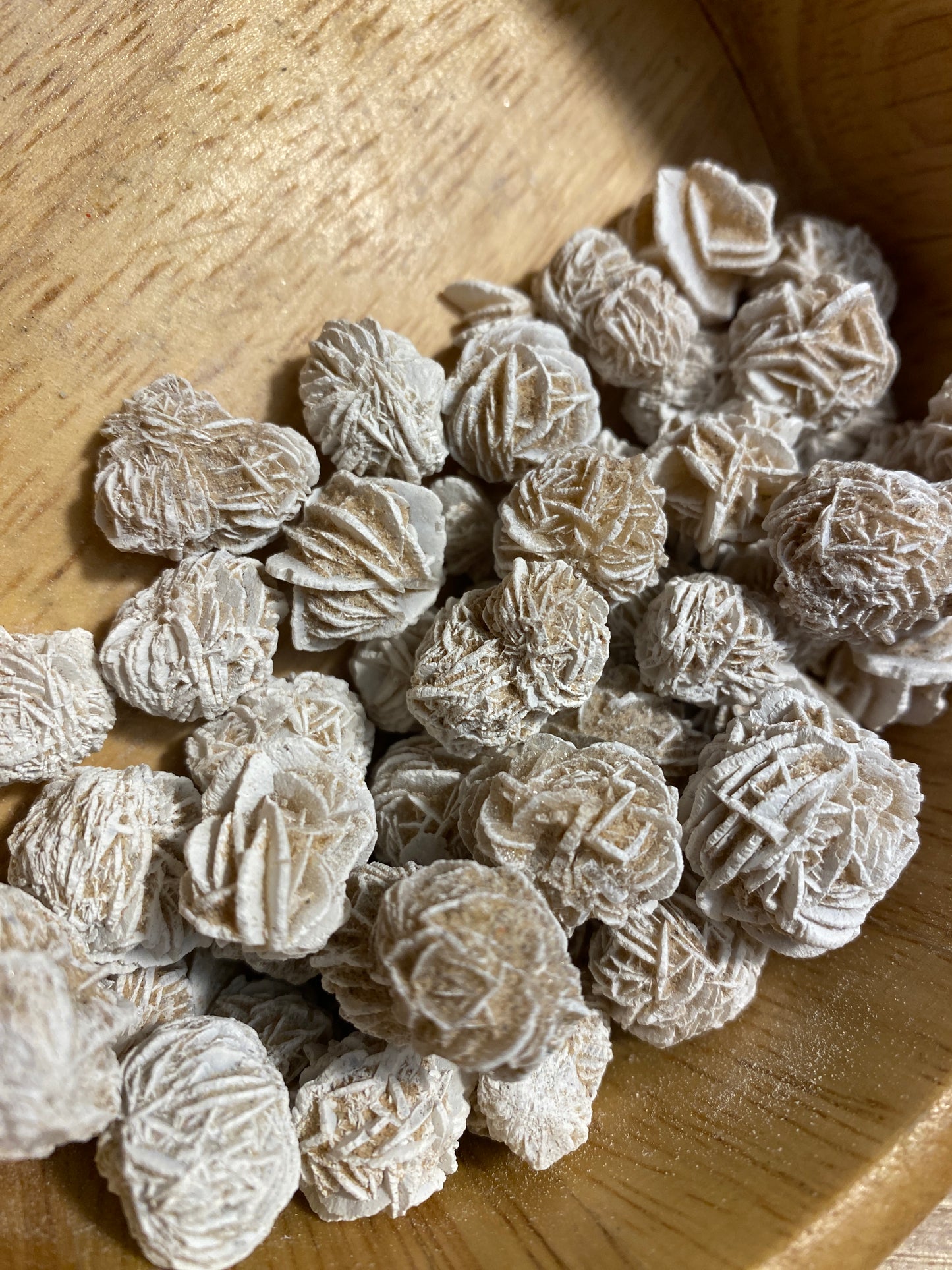 Mini Desert Rose